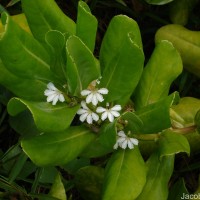 Scaevola taccada (Gaertn.) Roxb.